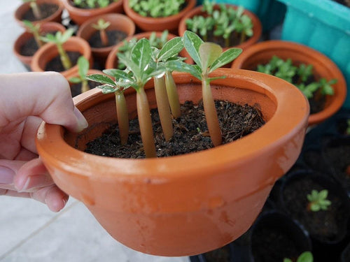 5 SEMINȚE DE ADENIUM OBESUM "Nangngam" Trandafir de Deșert - SEMINȚE PROASPETE